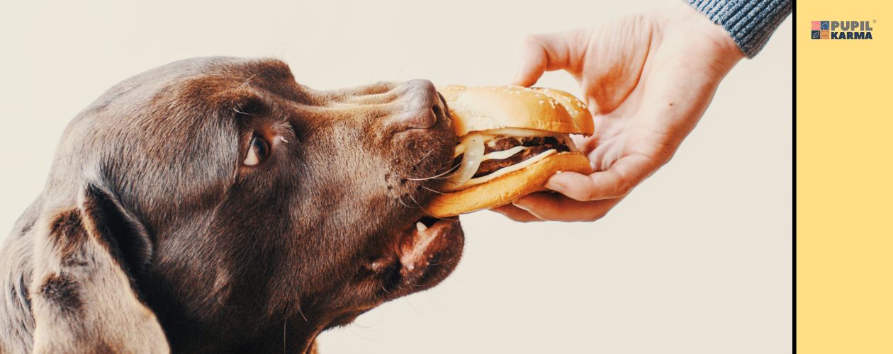 Pies nie powinien jeść ludzkiego jedzenia. zdjęcie z profilu głowy psa gryzącego bułkę trzymaną przez dłoń człowieka. Po prawej logo pupilkarma.